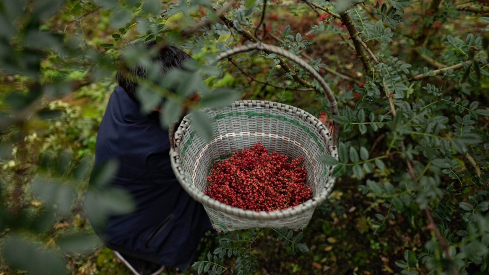 Pieprz Syczuański, QingXi, 15 g - The Pepper Quest