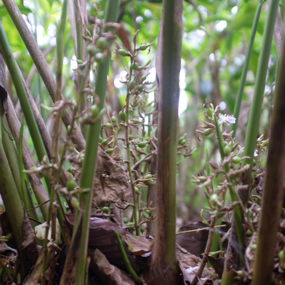 Zielony Kardamon, Knuckles Mountain, 25 g - The Pepper Quest