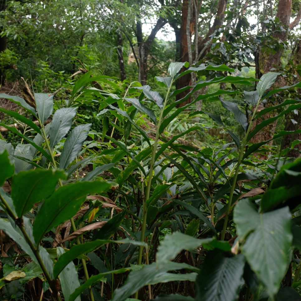 Zielony Kardamon, Knuckles Mountain, 25 g - The Pepper Quest