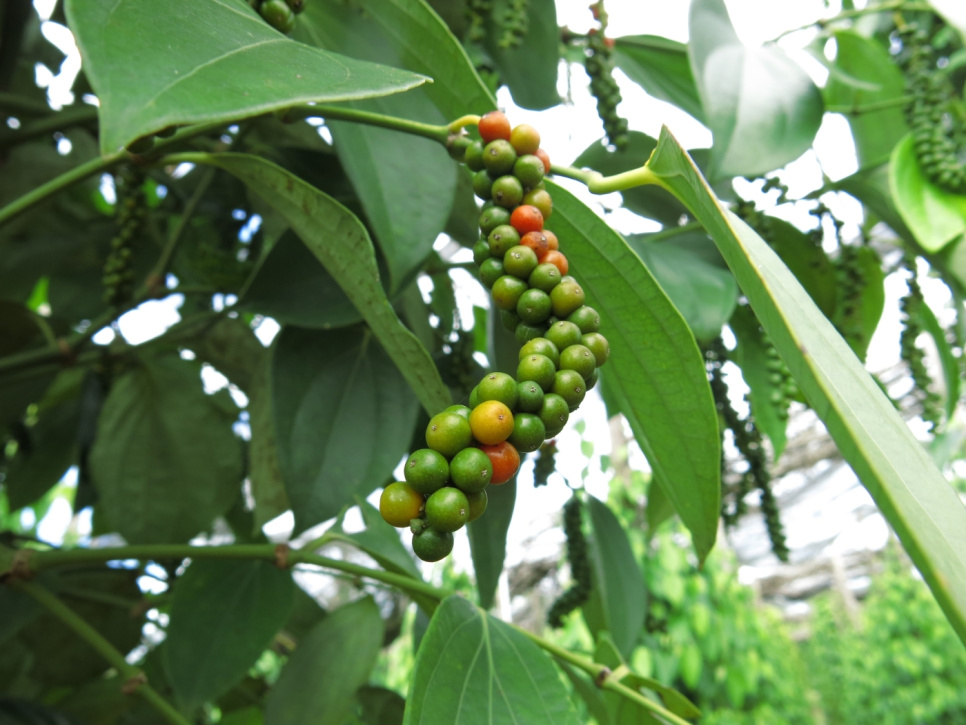 Pieprz, Późny Zbiór, Phu Quoc, 40 g - The Pepper Quest