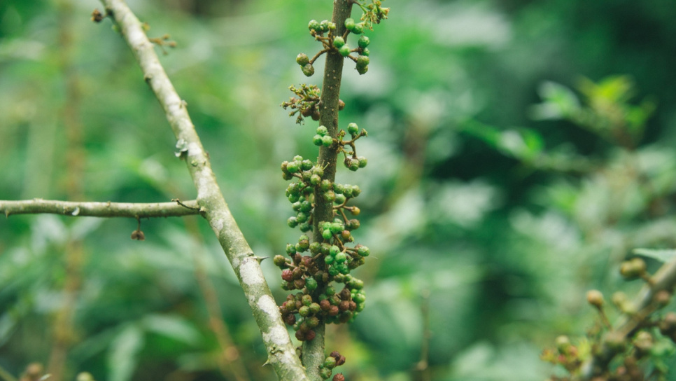 Pieprz, Andaliman, Batak, 15 g - The Pepper Quest