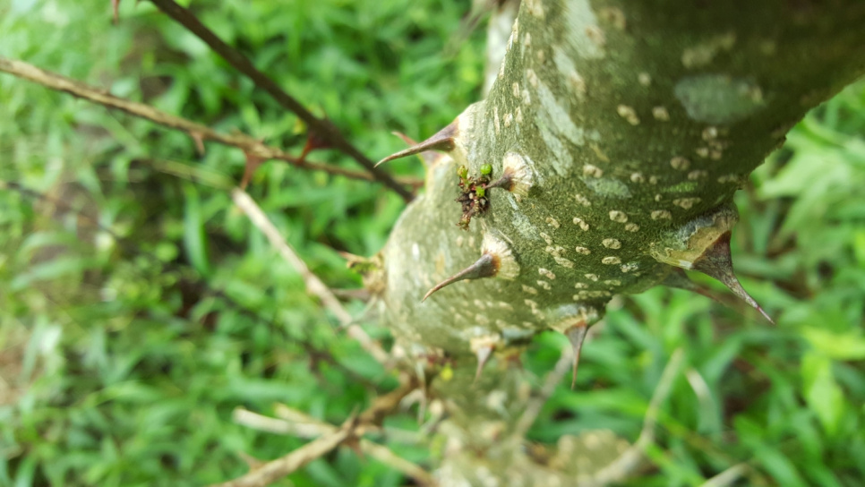 Pieprz, Andaliman, Batak, 15 g - The Pepper Quest