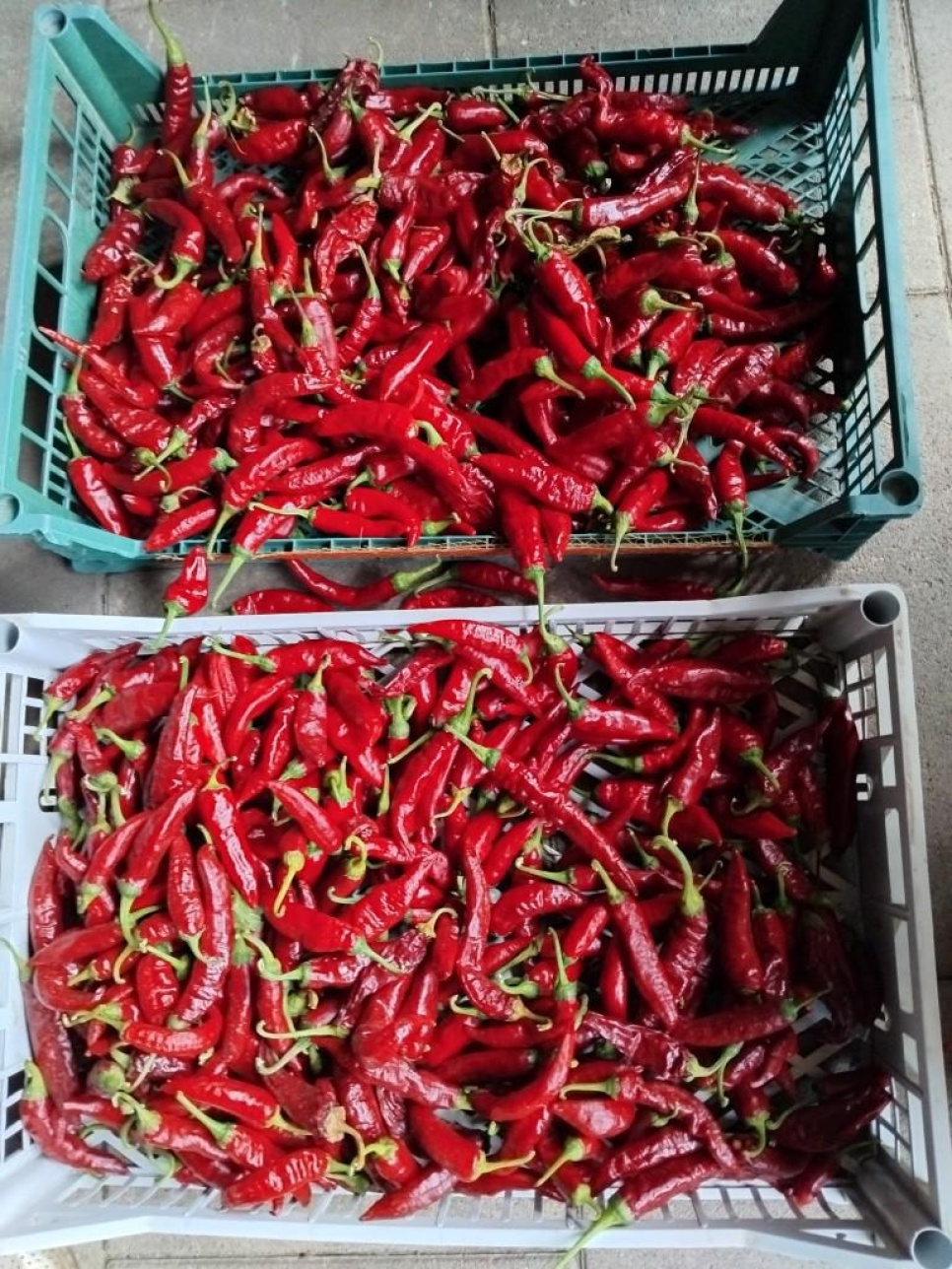 Papryka w Proszku, Szegedi, 40 g - The Pepper Quest