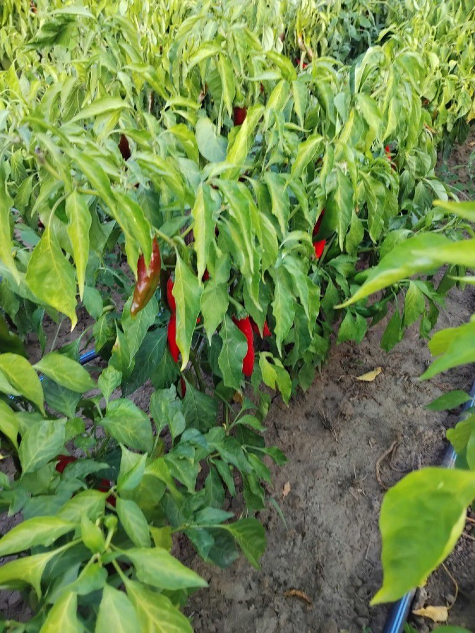 Papryka w Proszku, Szegedi, 40 g - The Pepper Quest